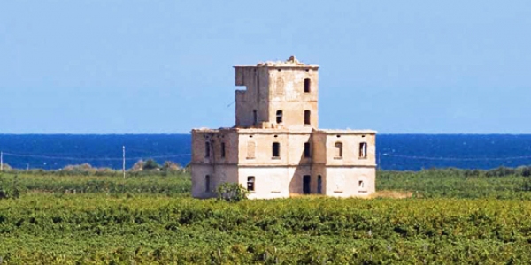 Vinmarker i Salento med Adriaterhavet som kulisse, Puglia (Apulia)