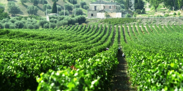 Vinmarker i Calabria.