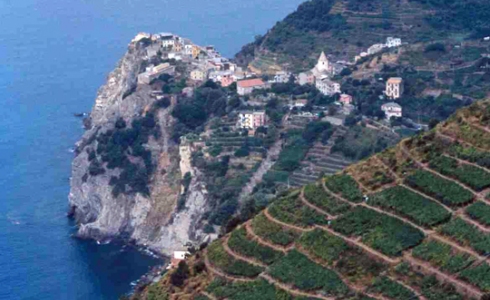 Verdens stejleste vinmarker er i Cinque Terre, Liguria