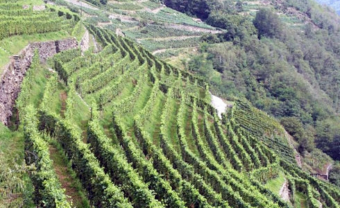 Terrasseformede vinmarker i Liguria 
