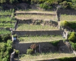 VInmarker på terrasser i Liguria