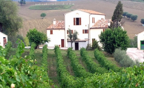 Der er små vingårde i Marche