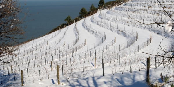 Sne, vinranker og Adriataterhav, Pesaro, Marche