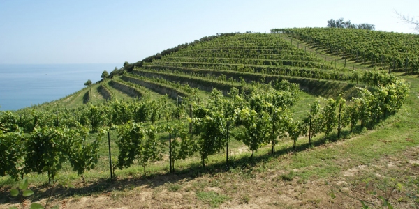 Vinmarker med Adriaterhavet i baggrunden