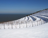 Vinmarker i vinterhi, Pesaro, Urbino, Marche