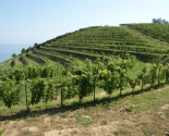 Vinmarker med Adriaterhavet i baggrunden