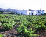 Dyrkning af Zibbibo-druer på øen Pantelleria, Sicilia