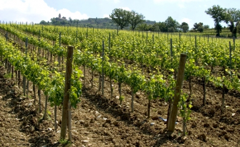 Vinmarker omkring Montalcino, Toscana