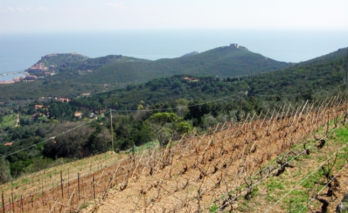 Vinmarker på Costa dell'Argentario i Maremma, Toscana