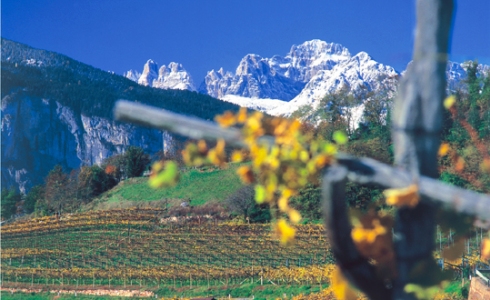 Vinmarker med alperne i baggrunden, Trentino