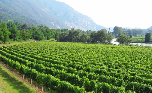 Smuk beliggende vinmarker i Trentino