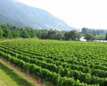 Smuk beliggende vinmarker i Trentino