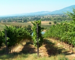 Vinmark med den kraftfulde Sagrantino-drue, Umbria
