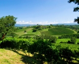 Vimnmarker i Veneto med alperne i baggrunden