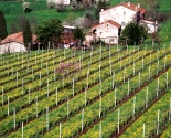 Snorlige vinmarker i Veneto